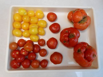 2013.6.28トマト収穫.JPG