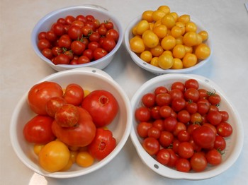 2013.7.14トマト収穫.JPG