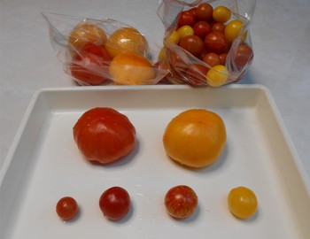 2013.7.4トマト収穫.JPG